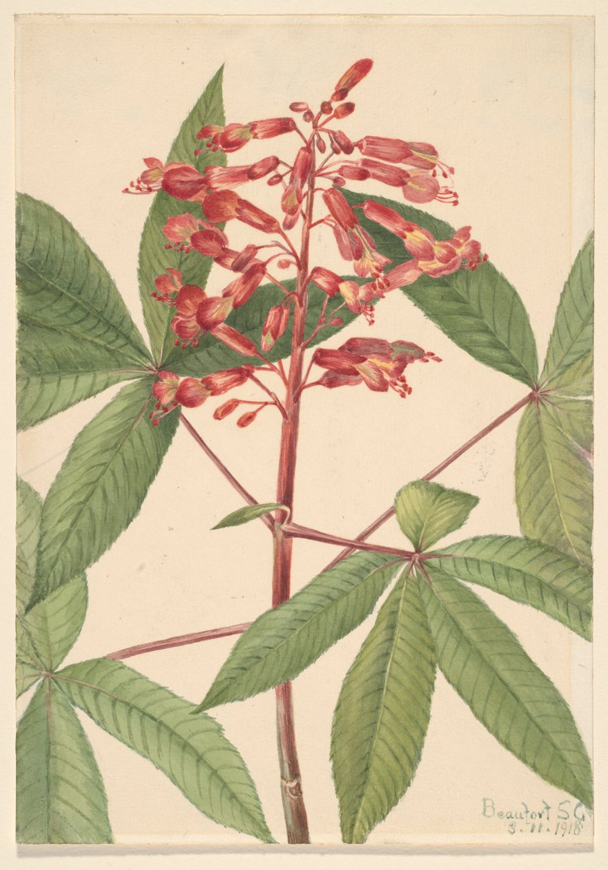 Vörös Buckeye (Aesculus pavia) alkotó: Mary Vaux Walcott