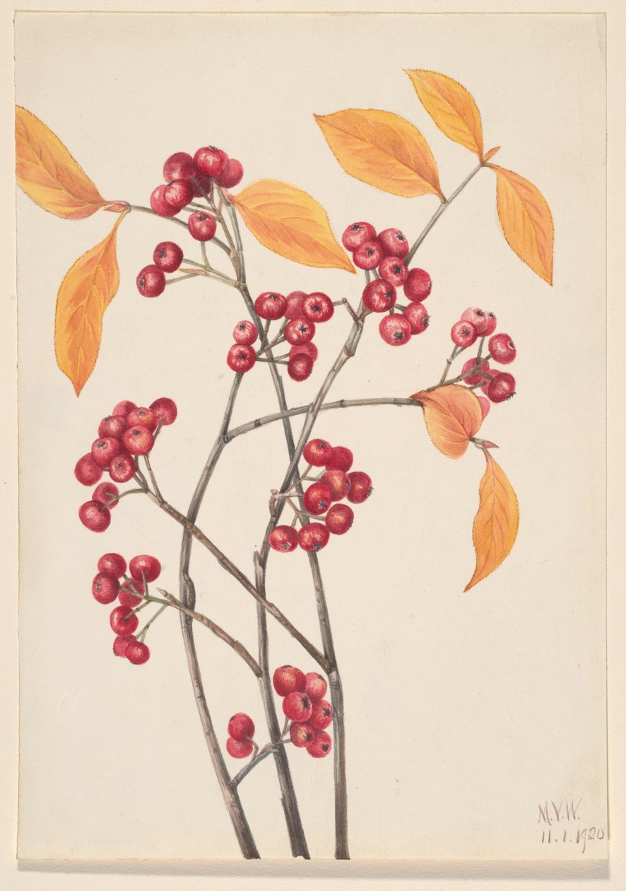 Vörös aranyvessző (Aronia arbutifolia) alkotó: Mary Vaux Walcott