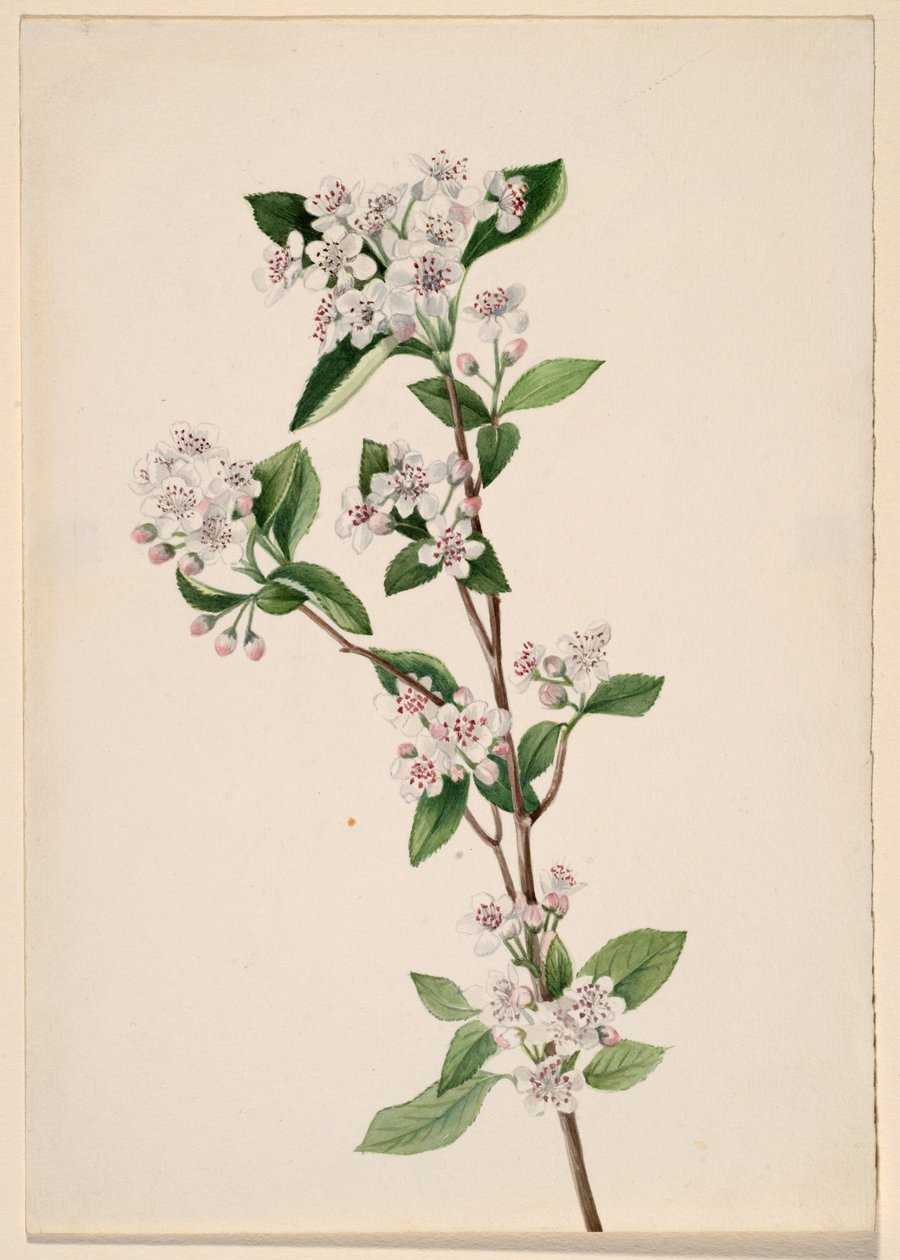 Vörös aranyvessző (Aronia arbutifolia) alkotó: Mary Vaux Walcott