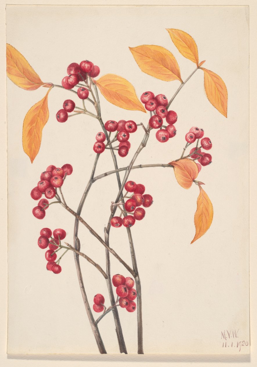 Piros chokeberry Aronia arbutifolia, 1920. alkotó: Mary Vaux Walcott