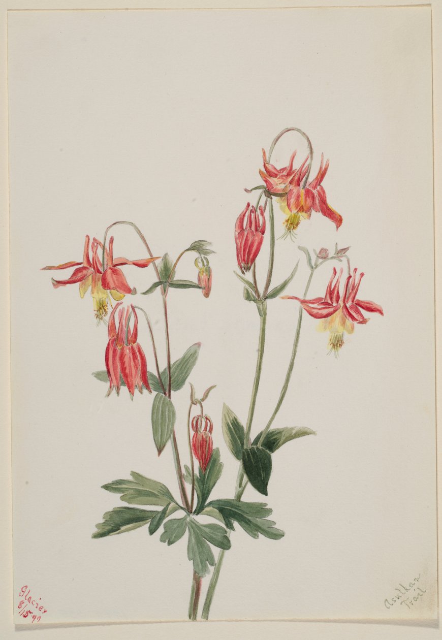 Vörös Columbine (Aquilegia formosa) alkotó: Mary Vaux Walcott