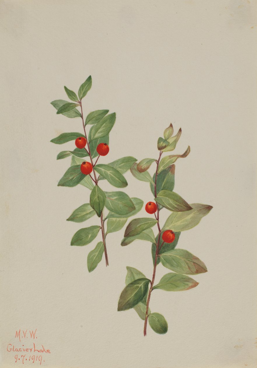 Vörös Comandra Comandra livida, 1919. alkotó: Mary Vaux Walcott