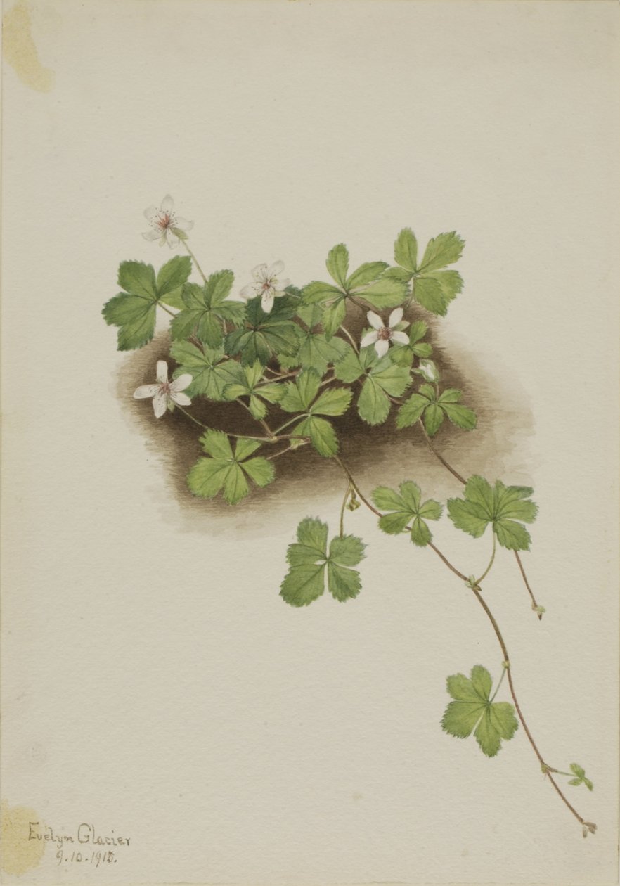 Vörös harmatfű (Rubus pedatus) alkotó: Mary Vaux Walcott