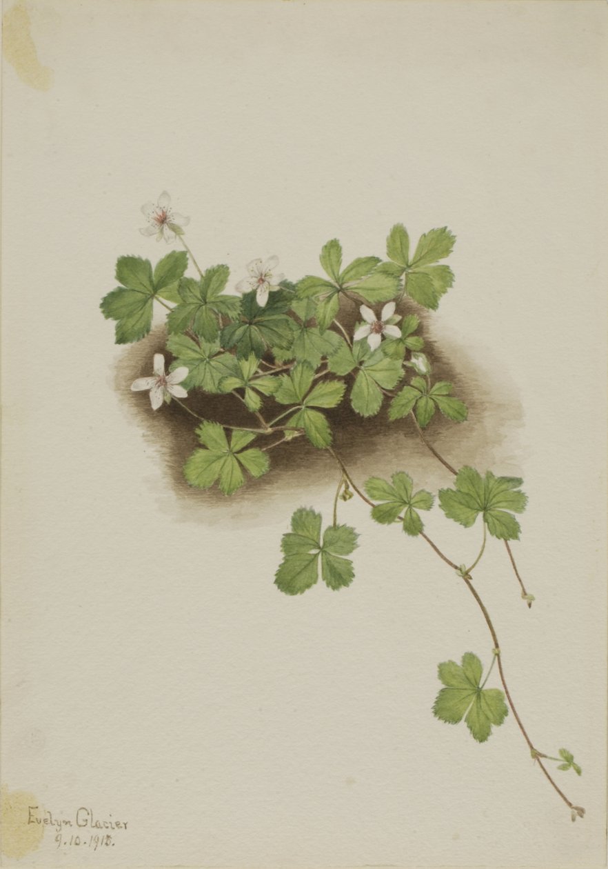 Red Dewberry Rubus pedatus, 1918. alkotó: Mary Vaux Walcott