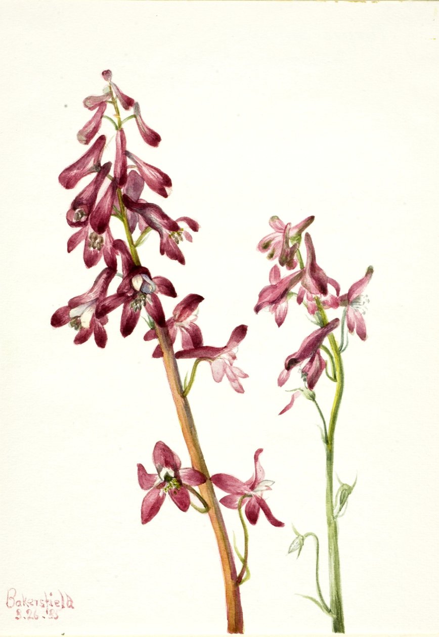 Vörös pacsirta (Delphinium nudicale) alkotó: Mary Vaux Walcott