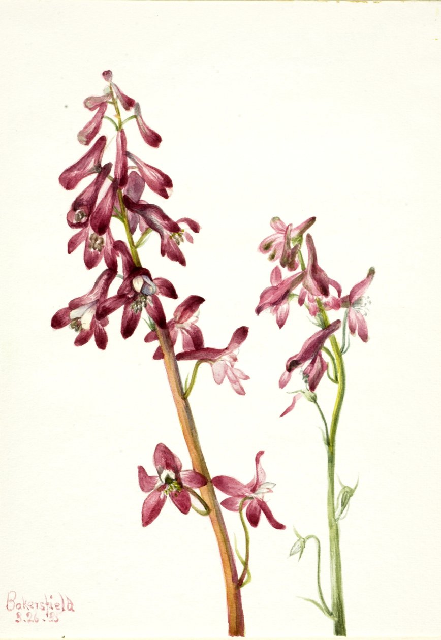 Red Larkspur Delphinium nudicale, 1935. alkotó: Mary Vaux Walcott