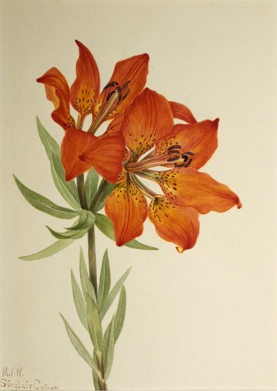 Vörös liliom (Lilium montanum) alkotó: Mary Vaux Walcott