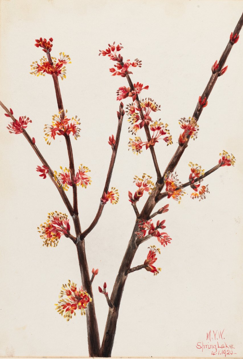 Vörös juhar (Acer rubrum) alkotó: Mary Vaux Walcott