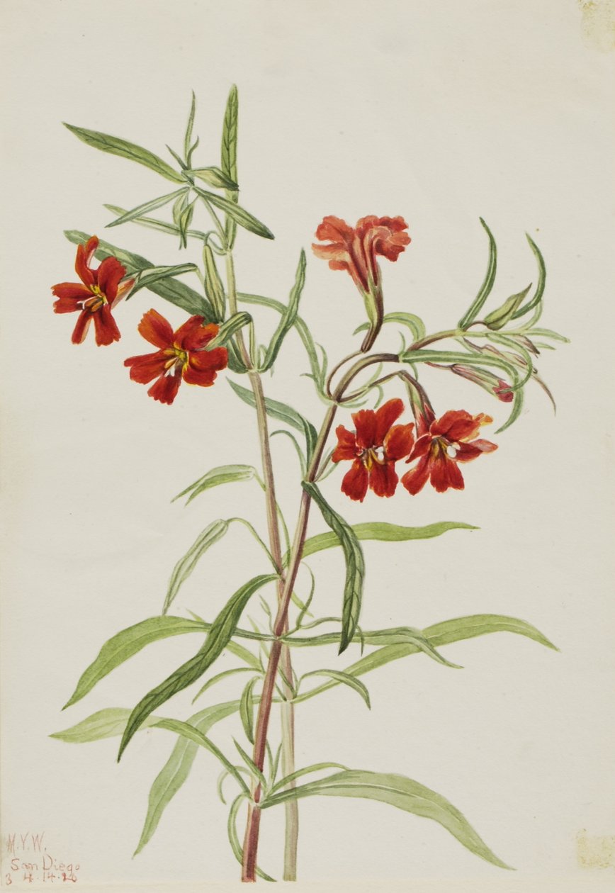 Vörös majomvirág (Diplaucus puniceus) alkotó: Mary Vaux Walcott