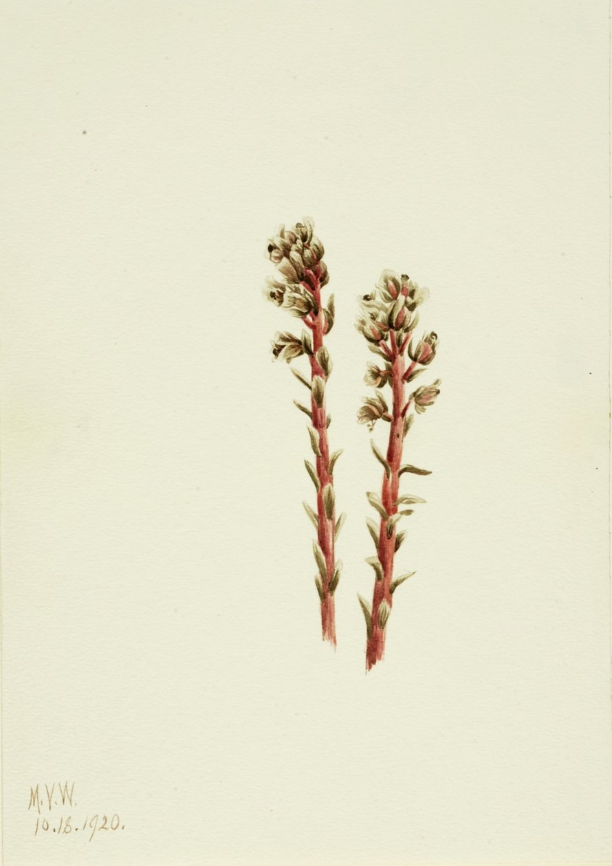 Red Pinesap Hypopitys lanuginosa, 1920. alkotó: Mary Vaux Walcott