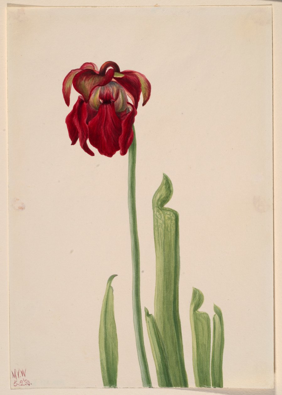 Vörös kancsó növény (Sarracenia jonesii) alkotó: Mary Vaux Walcott