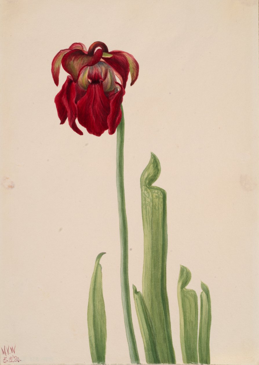 Vörös kancsó Sarracenia jonesii, 1930. alkotó: Mary Vaux Walcott