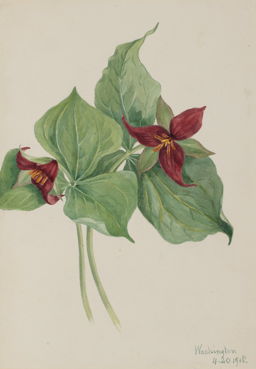Vörös trillium A trilliumot 1918-ban építették alkotó: Mary Vaux Walcott
