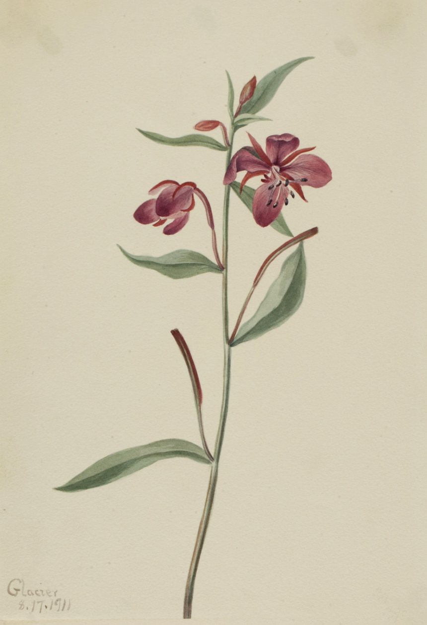 Vörös fűzfű (Epilobium latifolium) alkotó: Mary Vaux Walcott