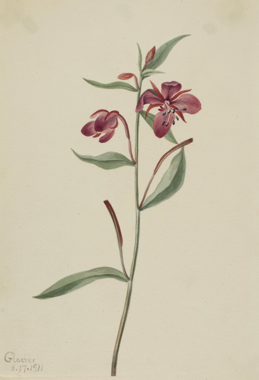 Vörösfűzfű Epilobium latifolium, 1911. alkotó: Mary Vaux Walcott