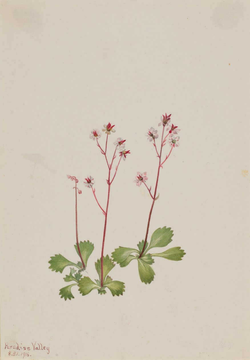 Redstem Saxifrage Saxifraga lyallii, 1916. alkotó: Mary Vaux Walcott