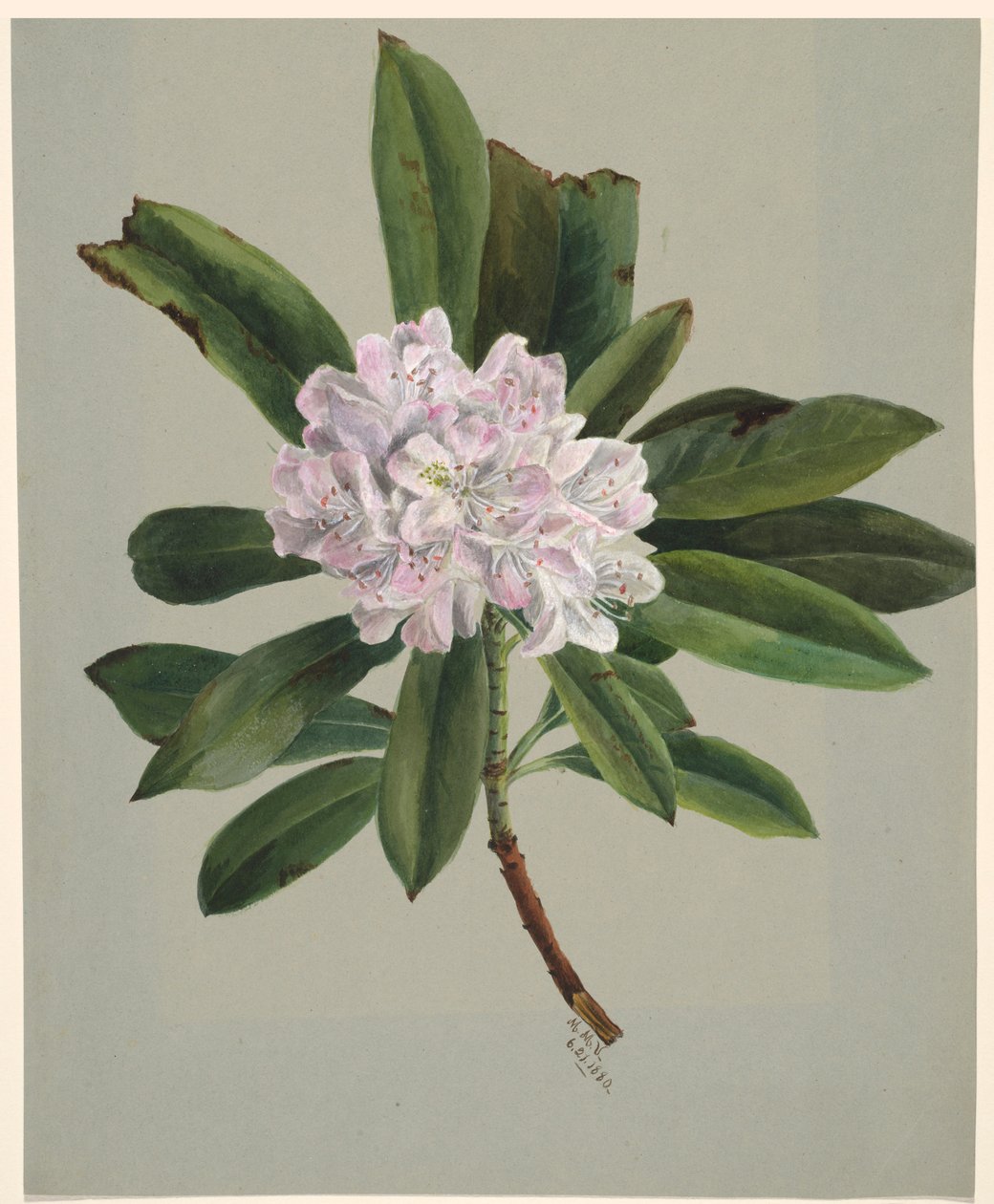 Rhododendron (Rhododendron maximum) alkotó: Mary Vaux Walcott