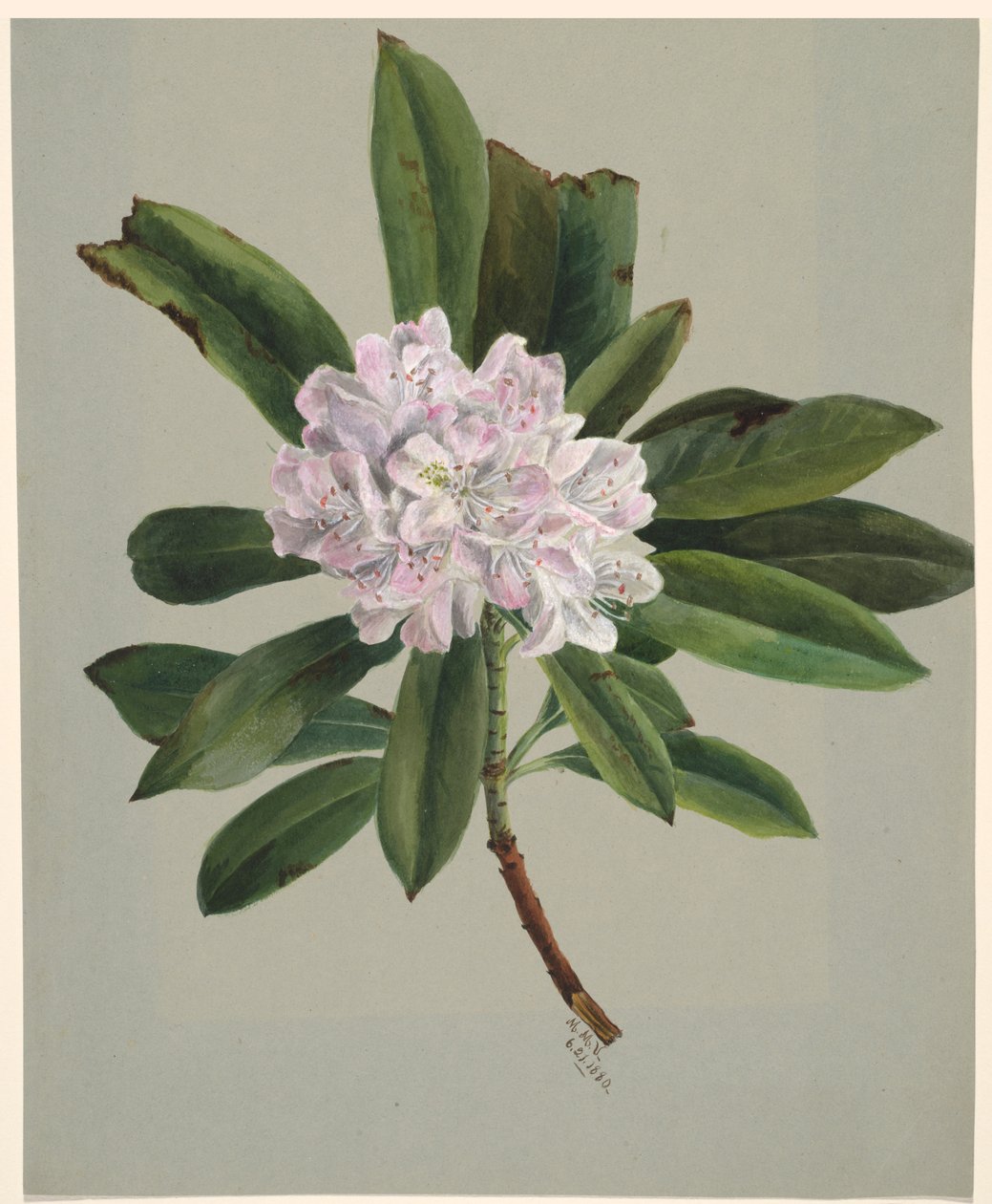 Rhododendron Rhododendron maximum, 1880. alkotó: Mary Vaux Walcott