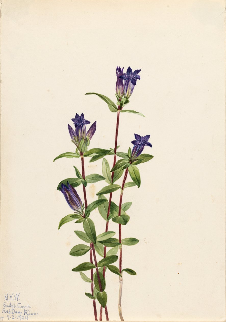 Riverbank Gentian (Gentiana affinis) alkotó: Mary Vaux Walcott
