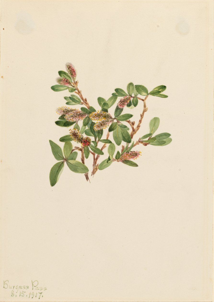 Sziklafűz (Salix petrophila) alkotó: Mary Vaux Walcott