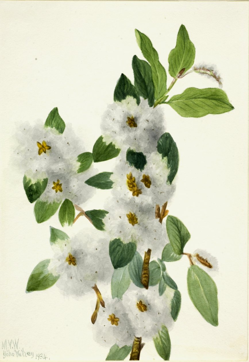 Sziklafűz Salix vestita, 1934. alkotó: Mary Vaux Walcott