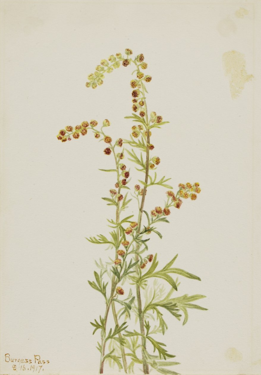 Szikla üröm (Artemisia discolor) alkotó: Mary Vaux Walcott