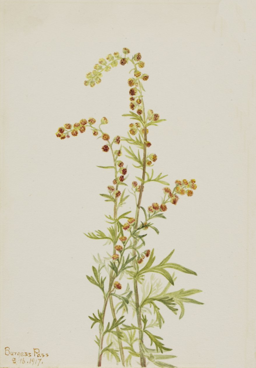 Sziklaüröm Artemisia elszíneződés, 1917. alkotó: Mary Vaux Walcott