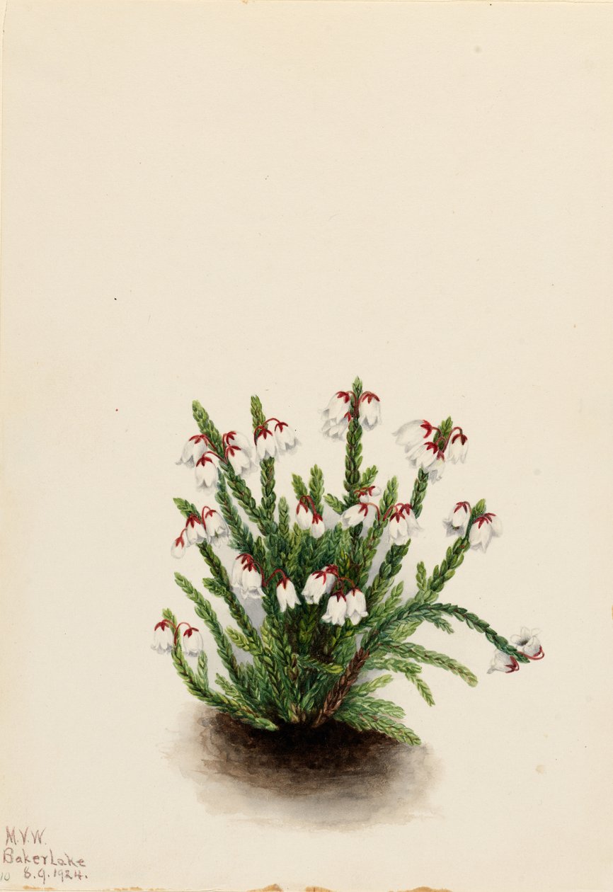 Sziklás hegyi kasszióp (Cassiope mertensiana) alkotó: Mary Vaux Walcott