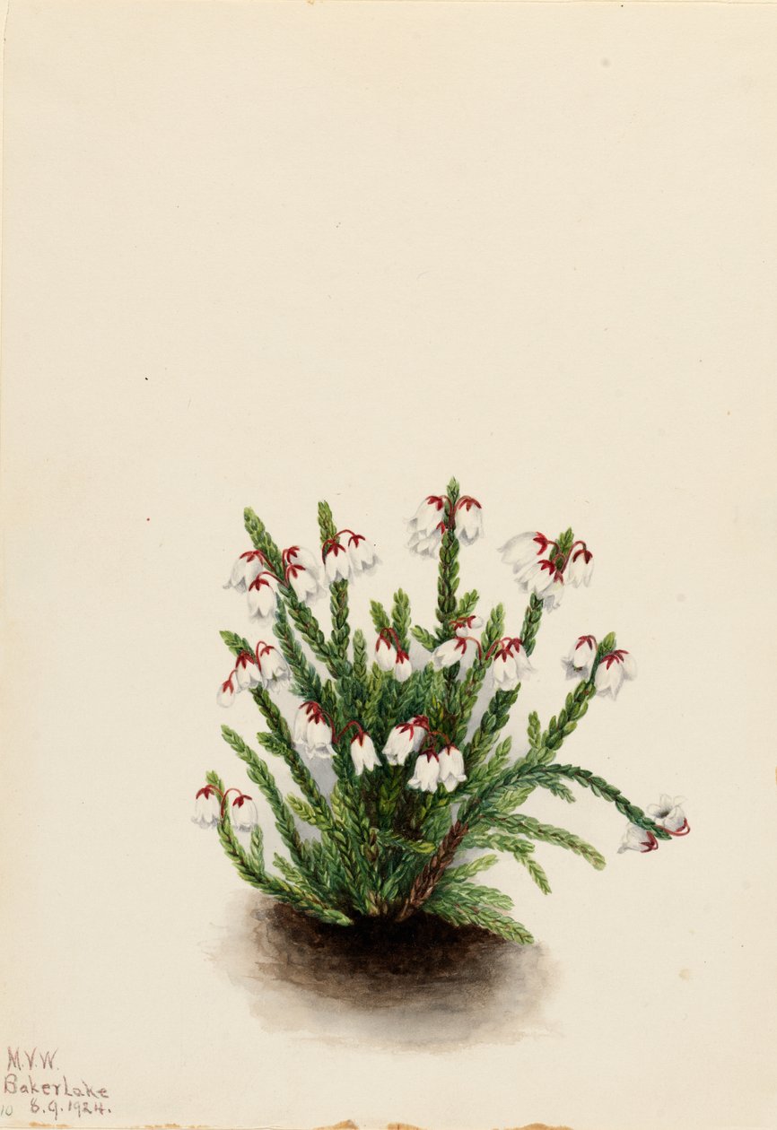 Rocky Mountain Cassiope Cassiope mertensiana, 1924. alkotó: Mary Vaux Walcott