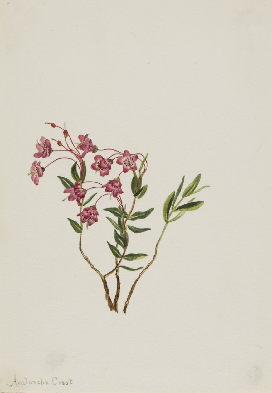 Sziklás hegyi kalmia (Kalmia microphylla) alkotó: Mary Vaux Walcott