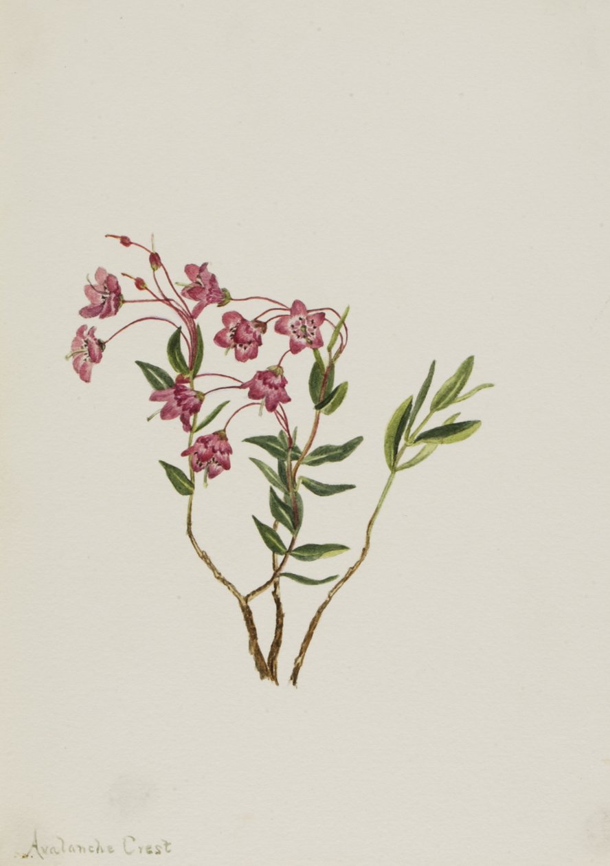 Rocky Mountain Kalmia Kalmia microphylla, n.d. alkotó: Mary Vaux Walcott