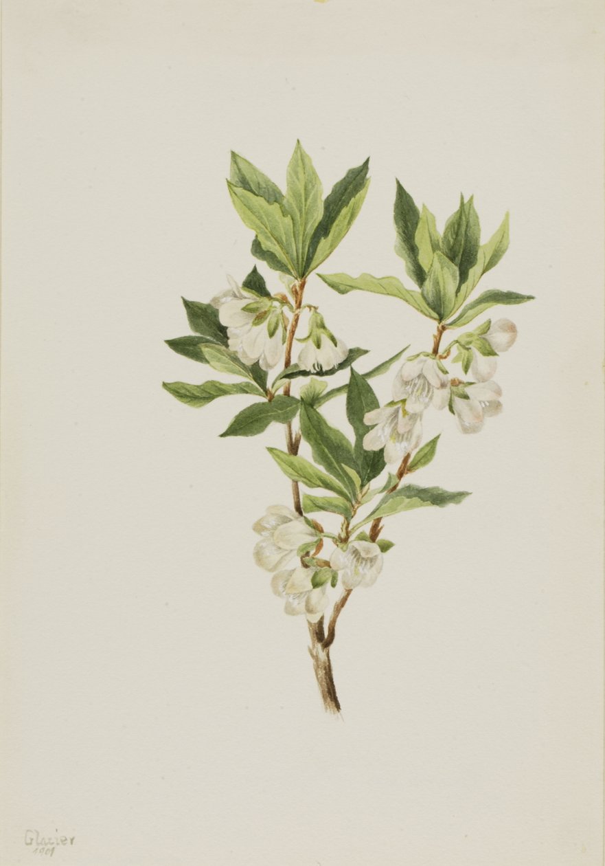 Rocky Mountain Rhododendron Rhododendron albiflorum, 1901. alkotó: Mary Vaux Walcott