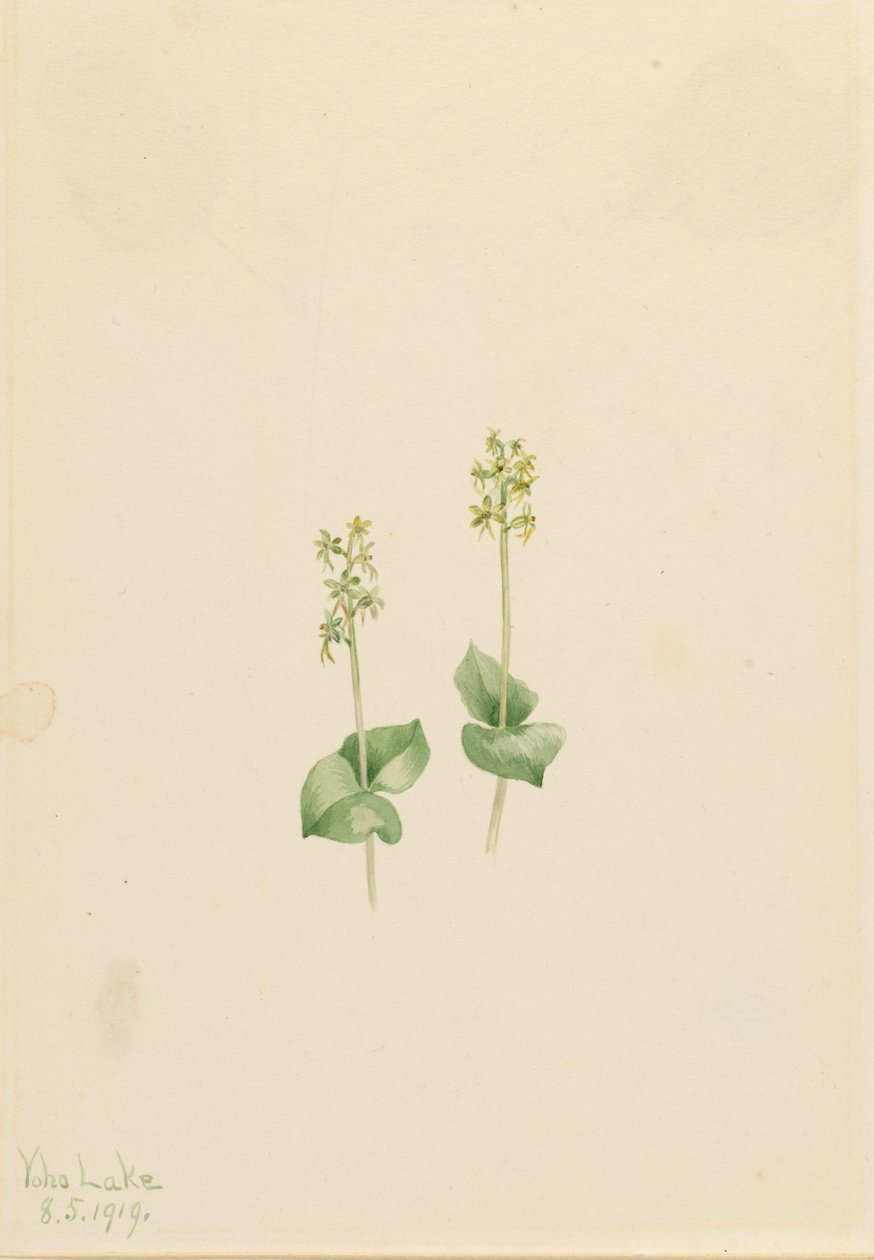 Rocky Mountain Twayblade Ophrys necrophylla, 1919. alkotó: Mary Vaux Walcott