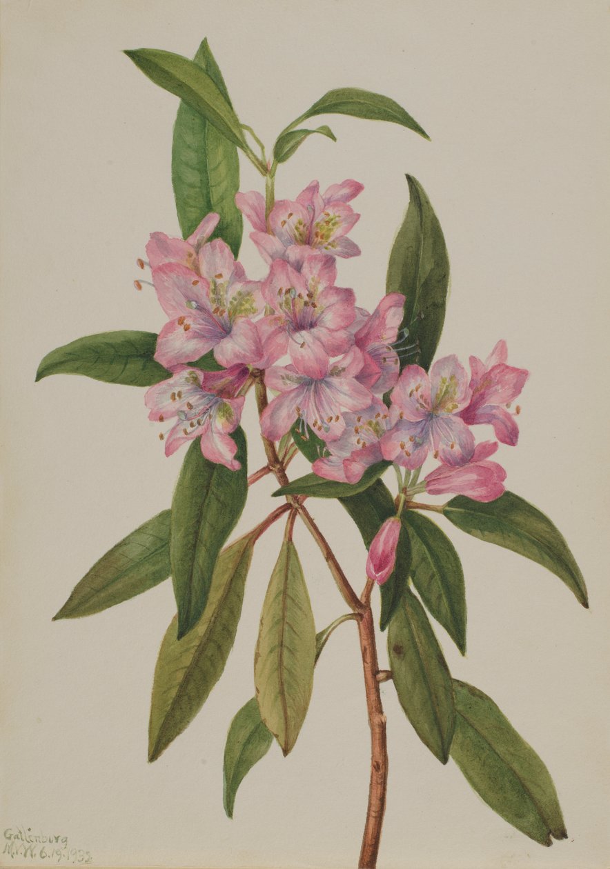 Rózsa-öböl Rhododendron (Rhododendron carolinianum) alkotó: Mary Vaux Walcott