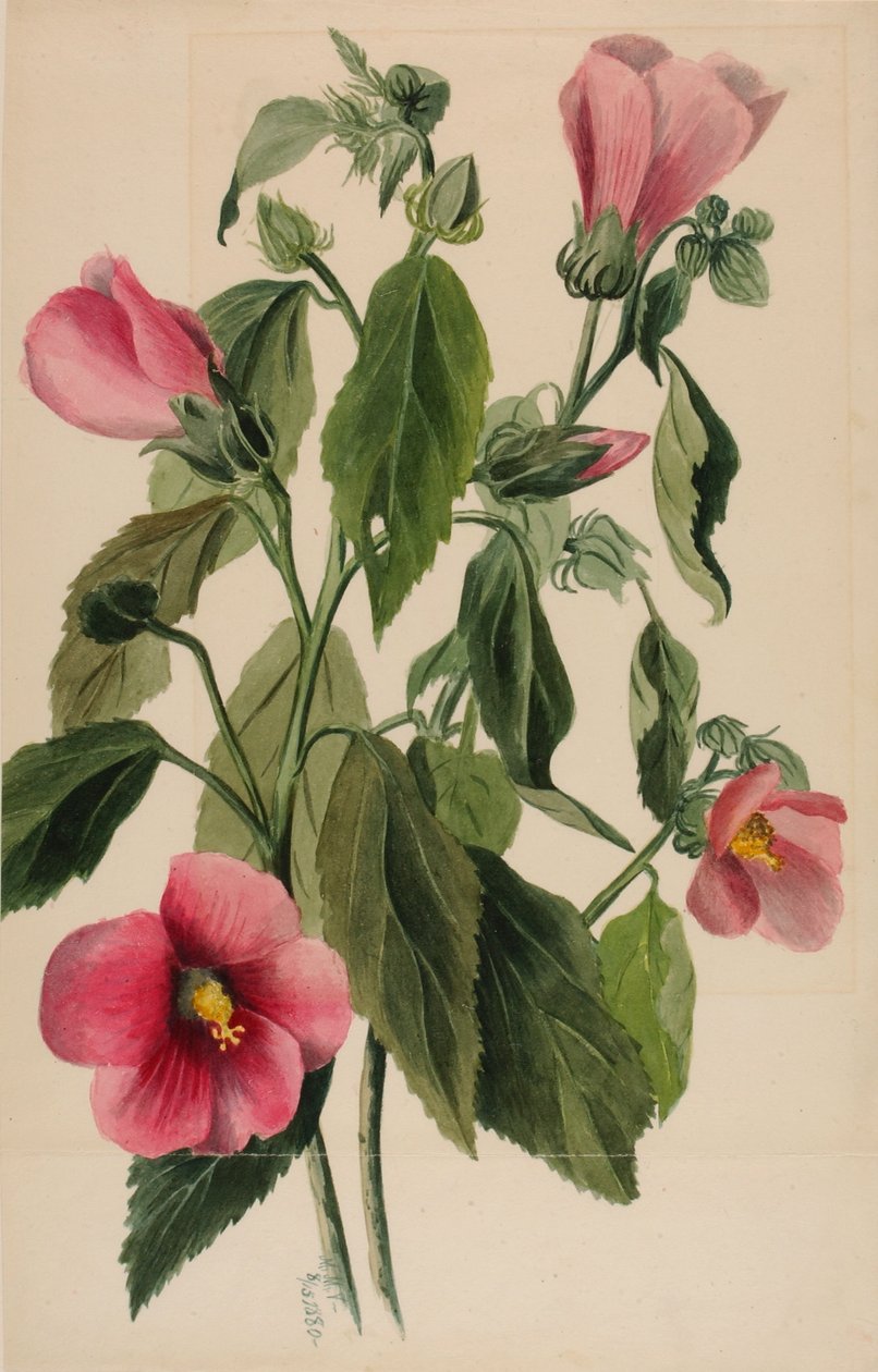 Rózsa Gentian (Sabbatia angularis) alkotó: Mary Vaux Walcott