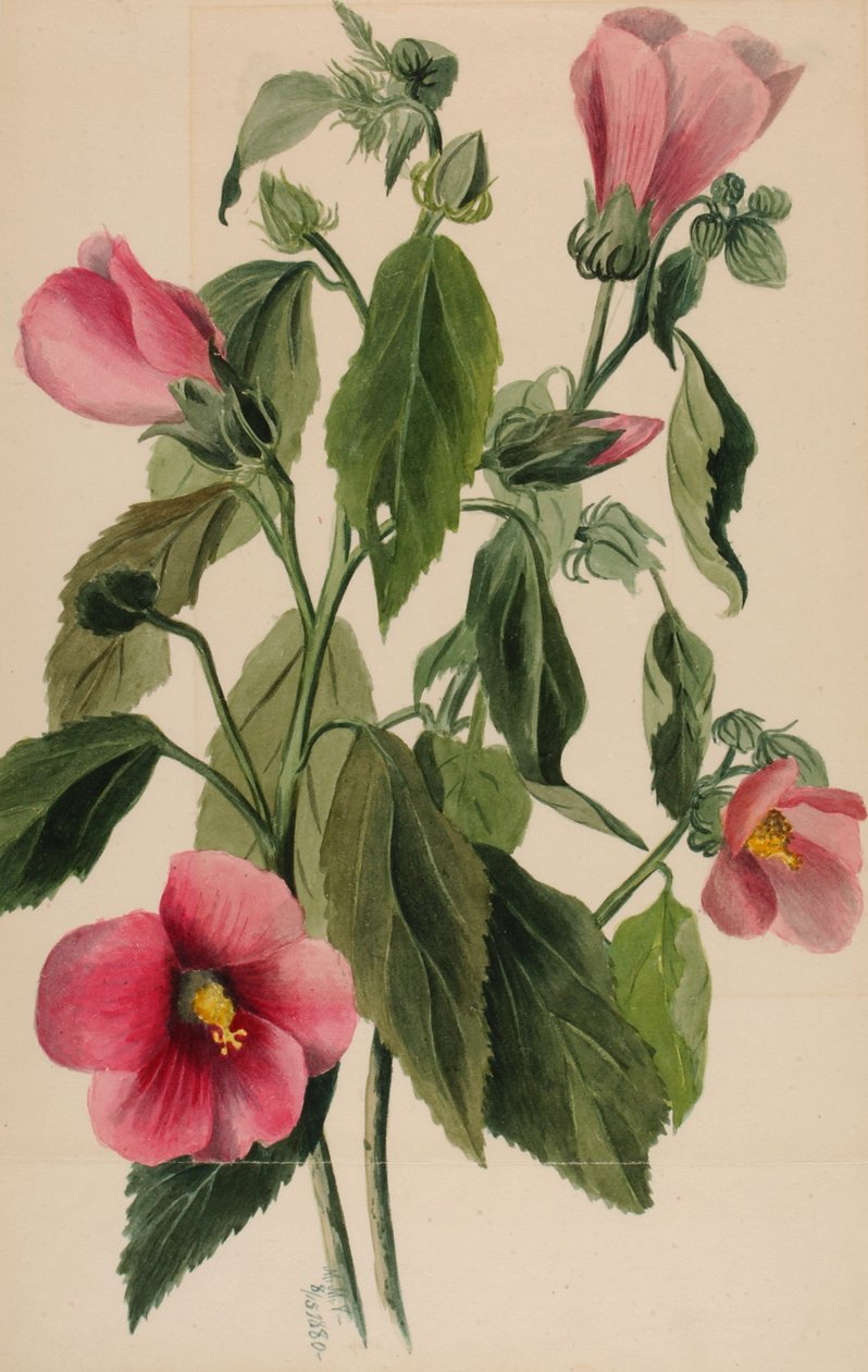 Rose Gentian Sabbatia angularis, 1880 alkotó: Mary Vaux Walcott