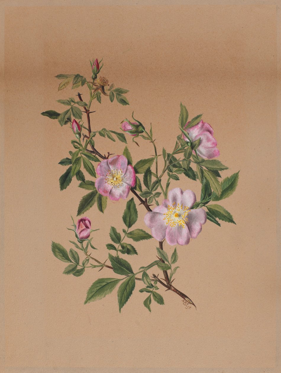 Rose Mályva Hibiscus moscheutos, 1878. alkotó: Mary Vaux Walcott