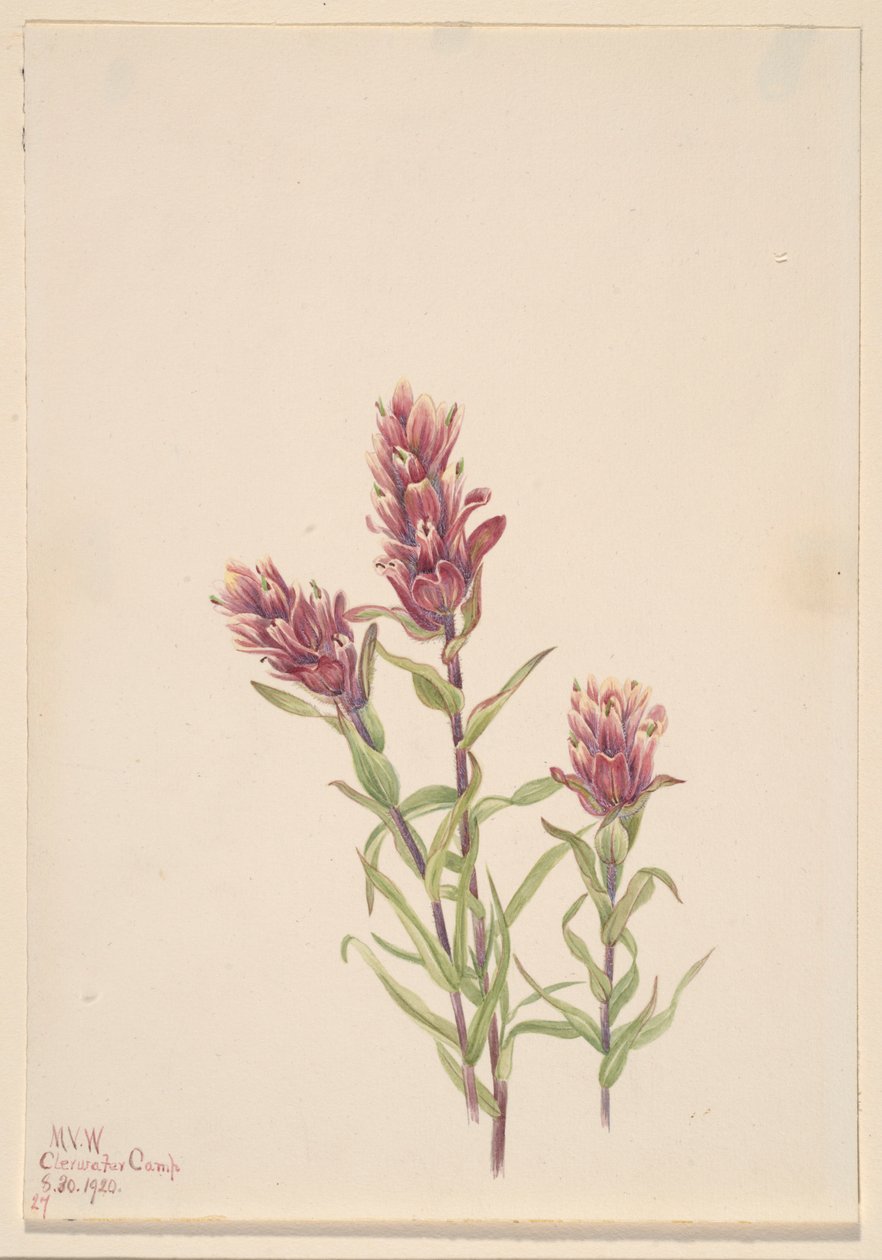 Rózsa ecset (Castilleja pallida) alkotó: Mary Vaux Walcott