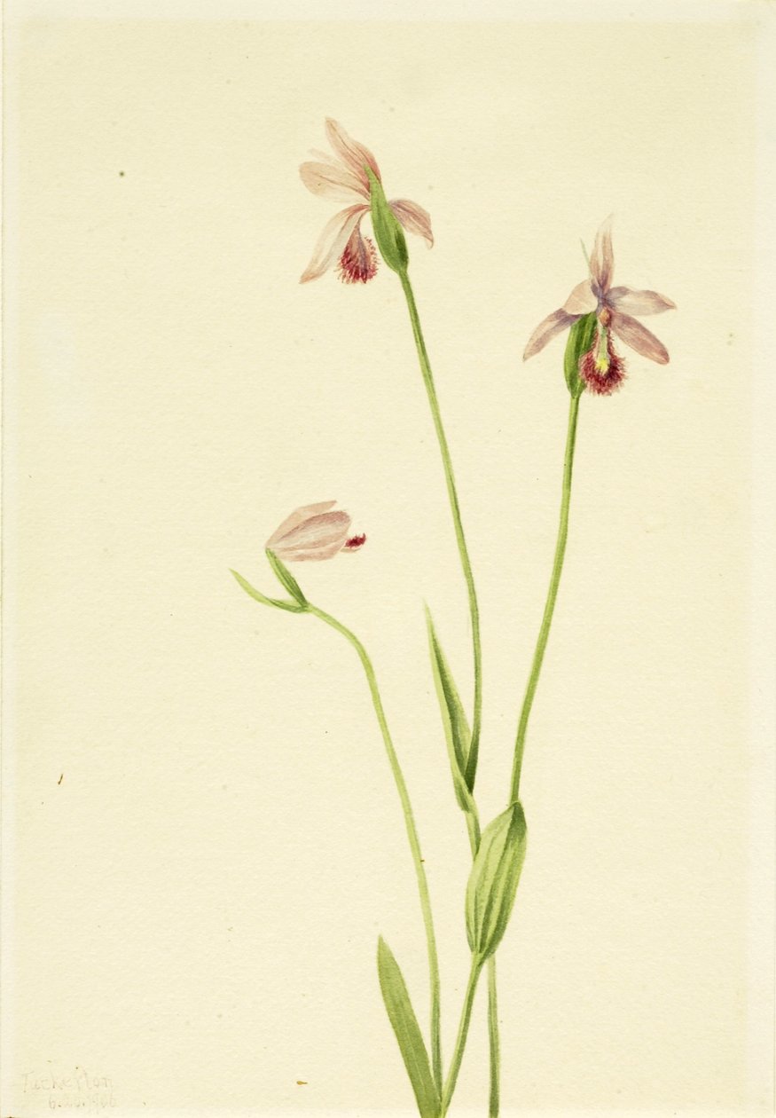 Pogónia rózsa (Pogonia ophioglossoides) alkotó: Mary Vaux Walcott