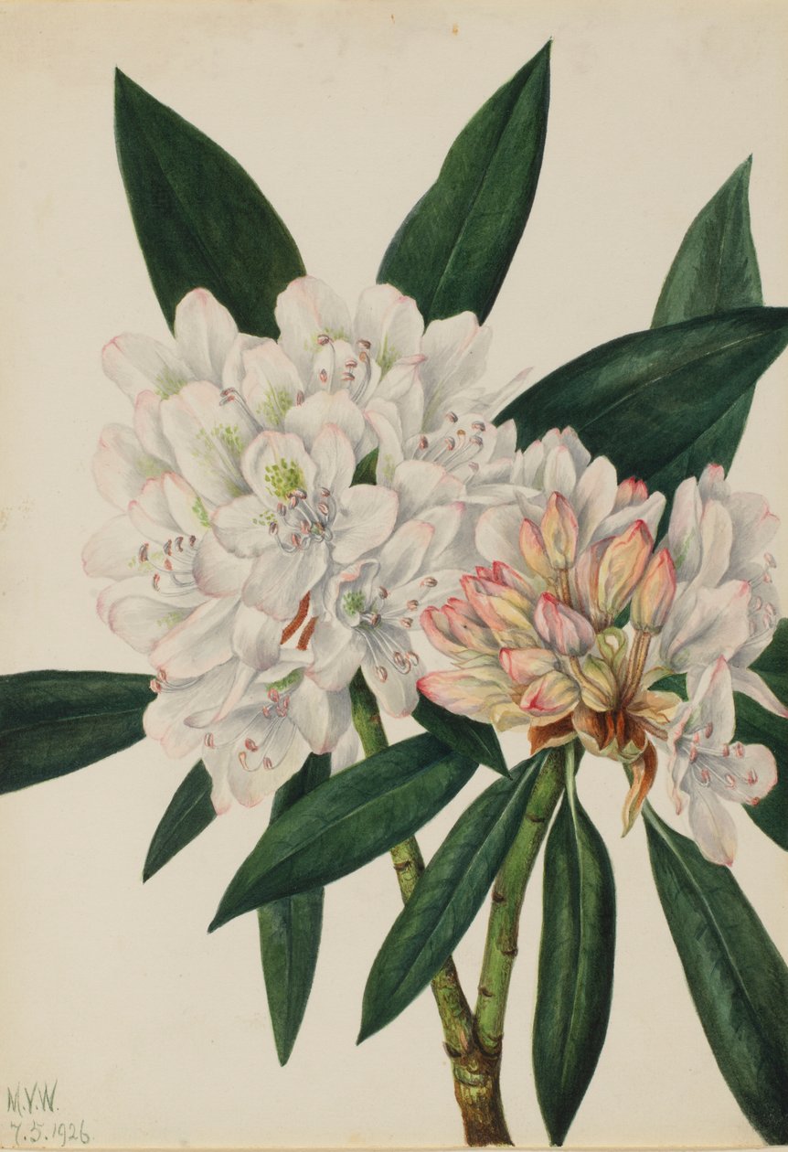 Rózsabokor Rhododendron (Rhododendron maximum) alkotó: Mary Vaux Walcott