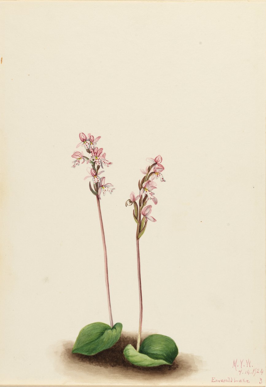 Kereklevelű orchidea (Orchis rotundifolia) alkotó: Mary Vaux Walcott