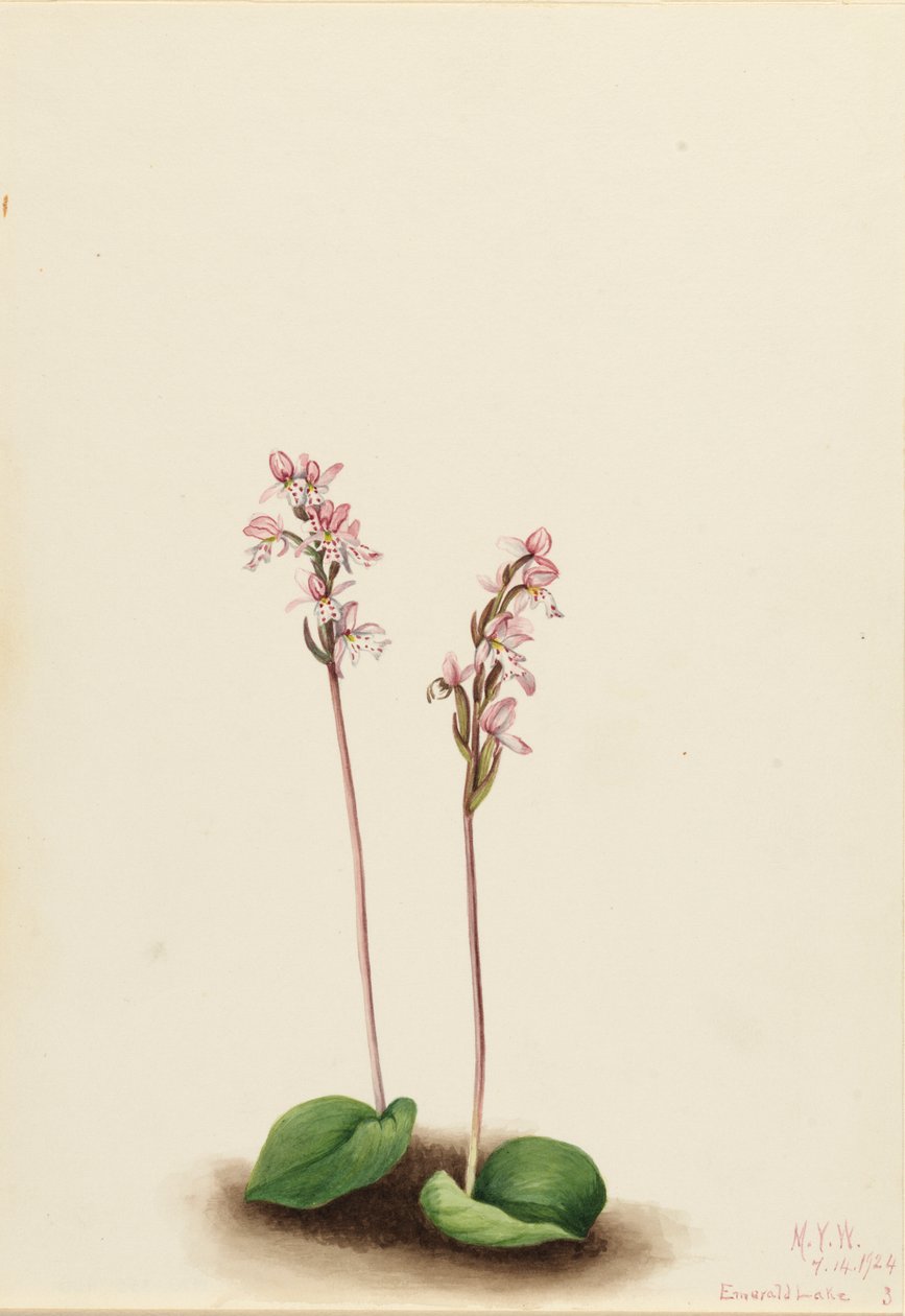 Kereklevelű Orchis Orchis rotundifolia, 1924. alkotó: Mary Vaux Walcott