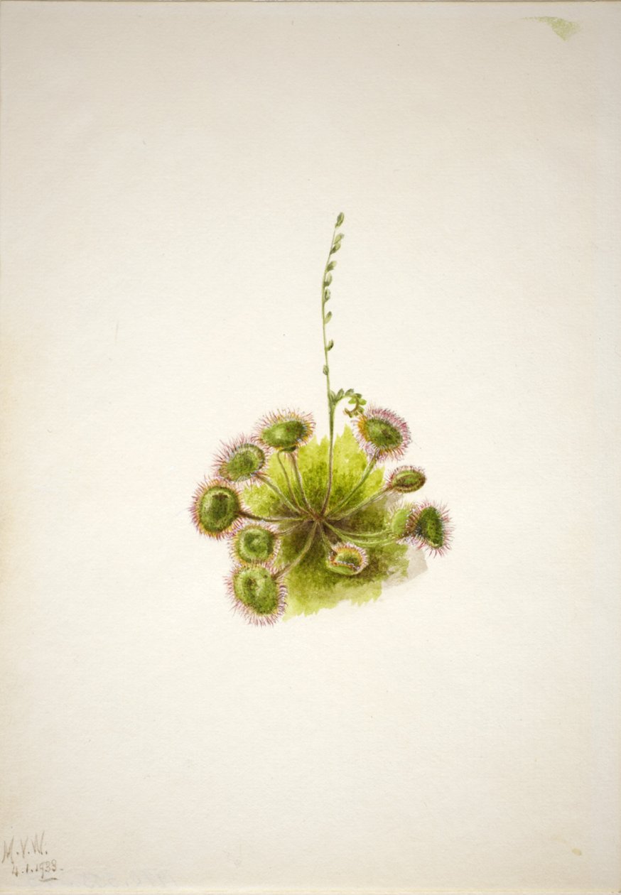 Kereklevelű napraforgó (Drosera rotundifolia) alkotó: Mary Vaux Walcott
