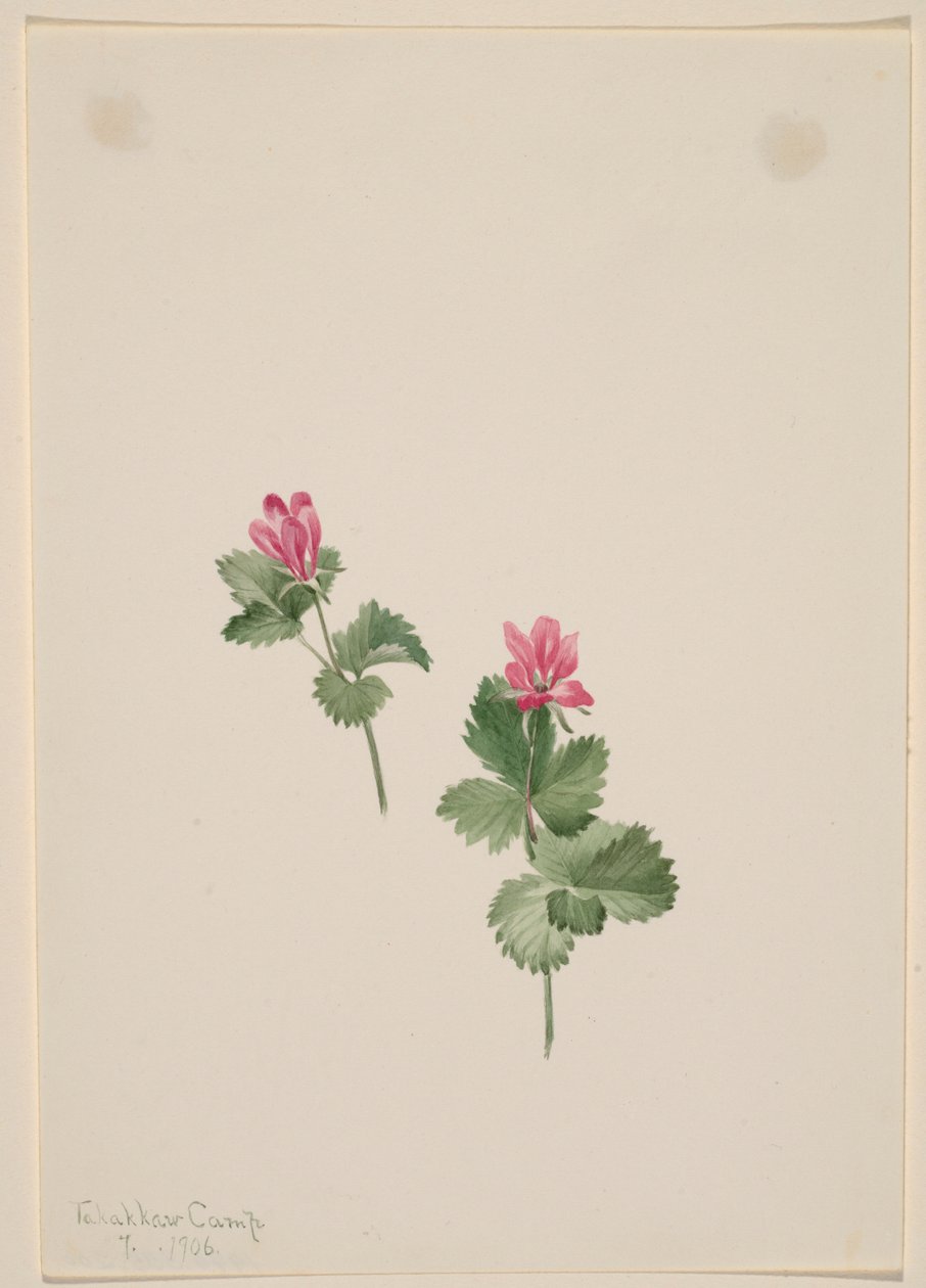 Rubus articus alkotó: Mary Vaux Walcott