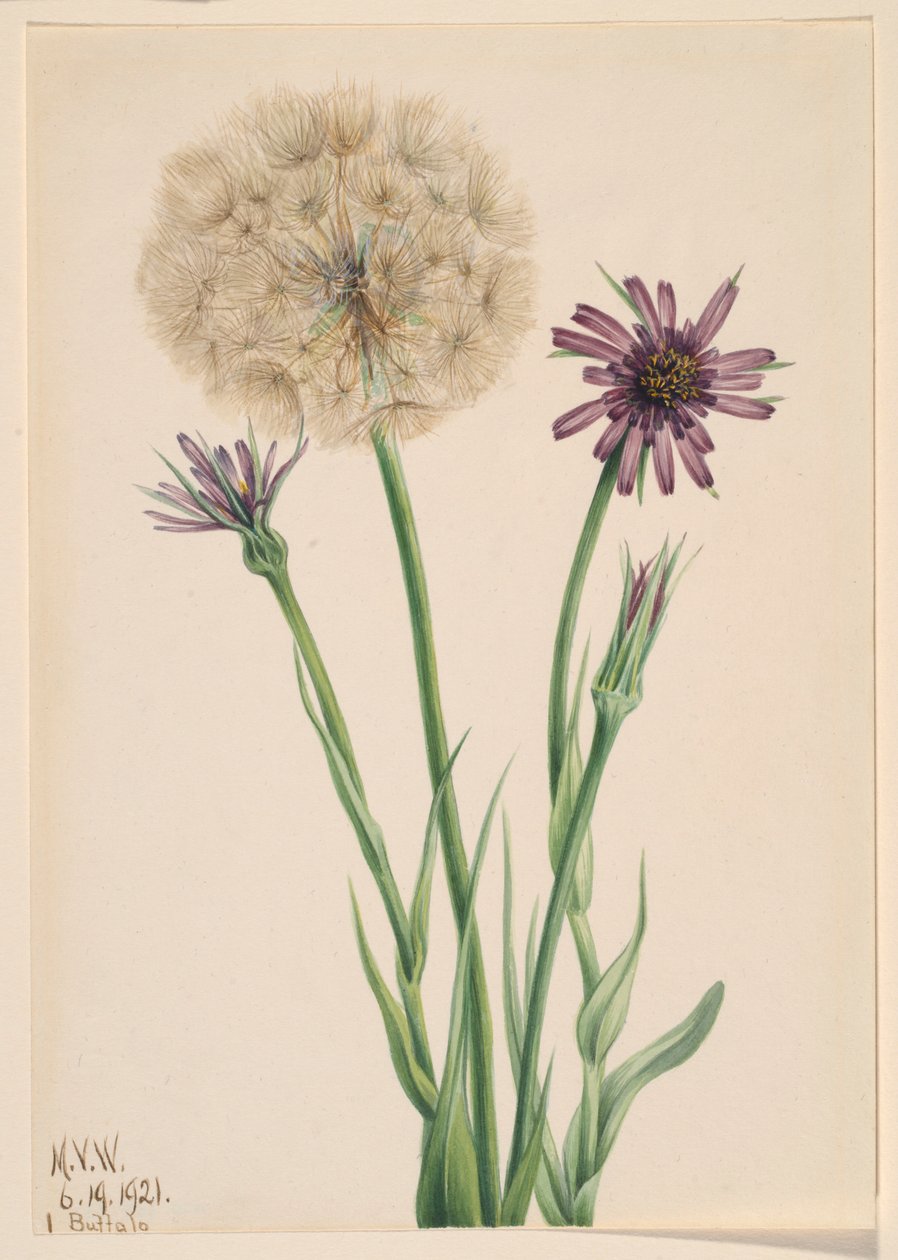 Kelkáposzta (Tragopogon porrifolius) alkotó: Mary Vaux Walcott