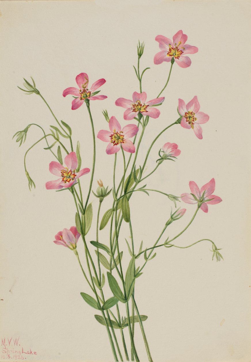 Sósmocsaras Rosegentian Sabbatia stellaris, 1926. alkotó: Mary Vaux Walcott