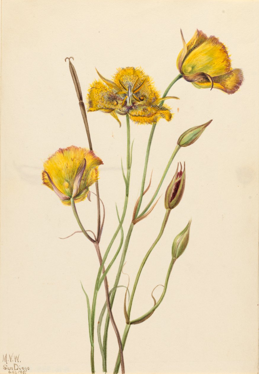 San Diego Butterfly Calochortus gyomnövény, 1925. alkotó: Mary Vaux Walcott