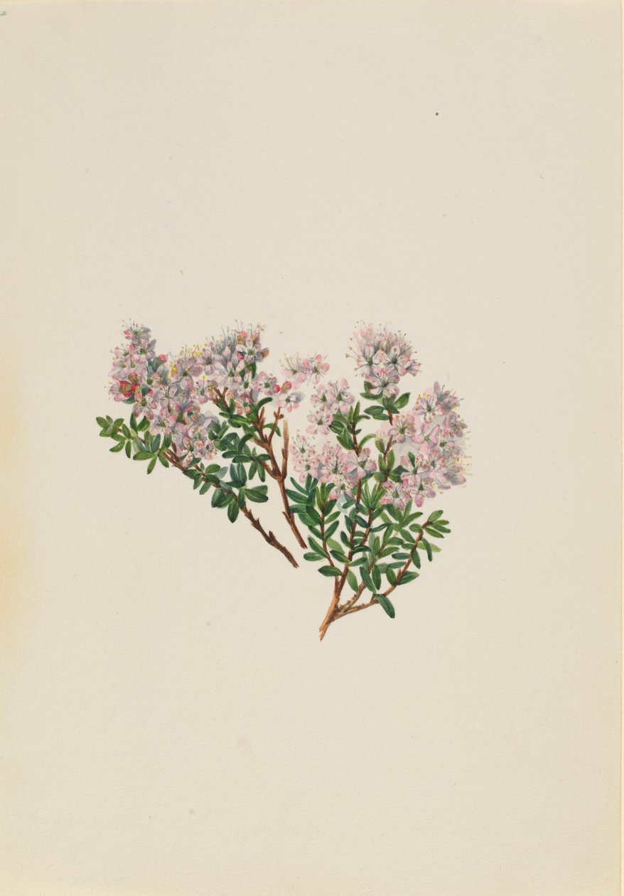 Homoki mirtusz (Leiophyllum lyoni) alkotó: Mary Vaux Walcott