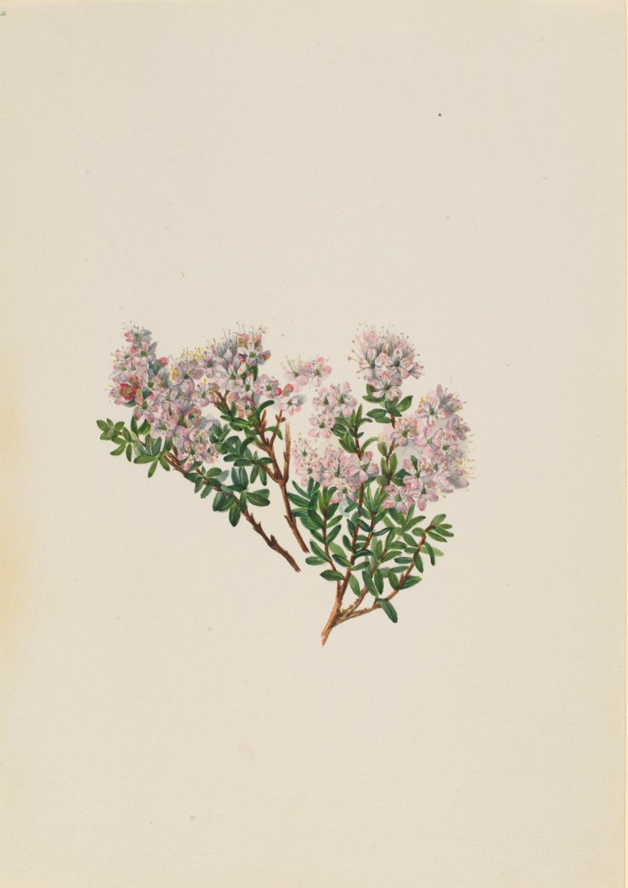 Homokmirusz Leiophyllum lyoni, kb. 1930-as évek. alkotó: Mary Vaux Walcott