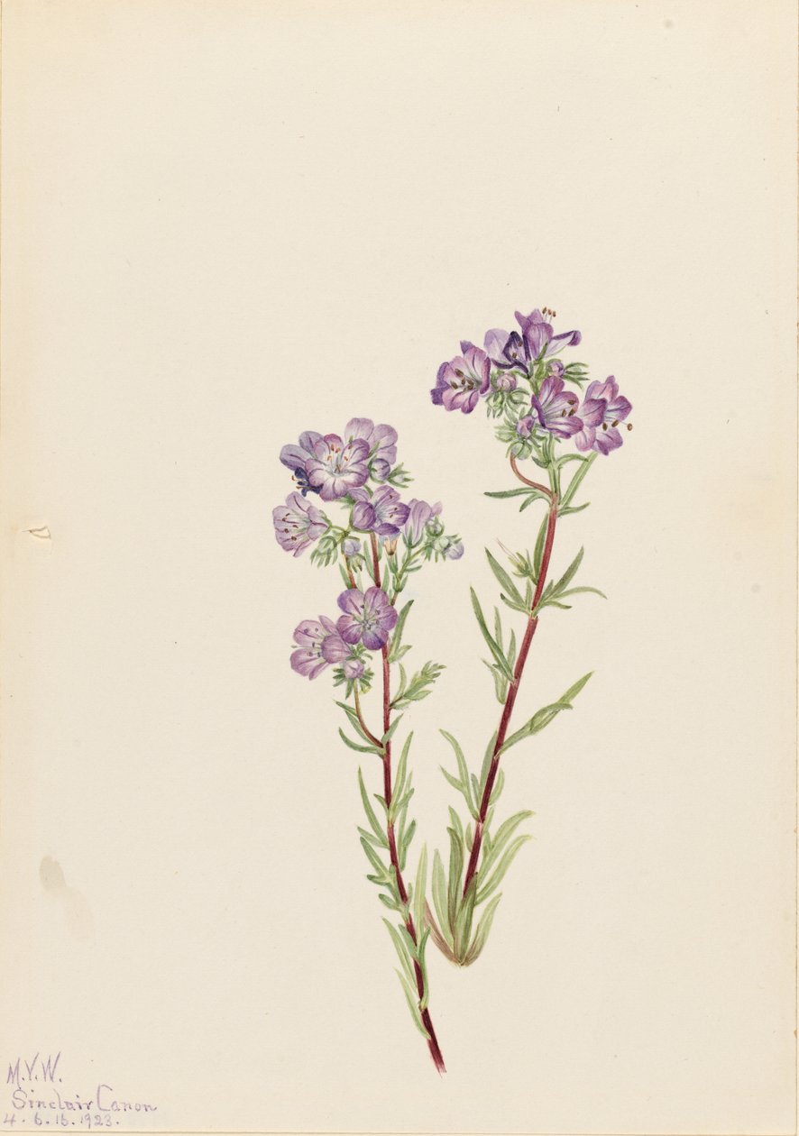 Homokfacélia (Phacelia linearis) alkotó: Mary Vaux Walcott